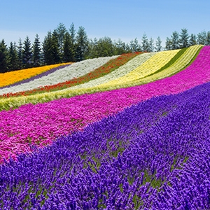 キレイに発色するオフセット印刷